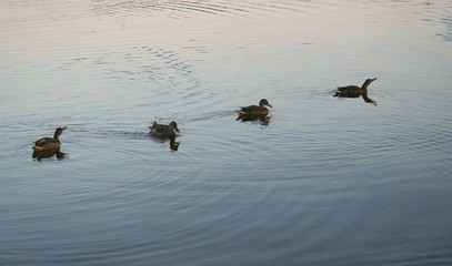 four ducks in line