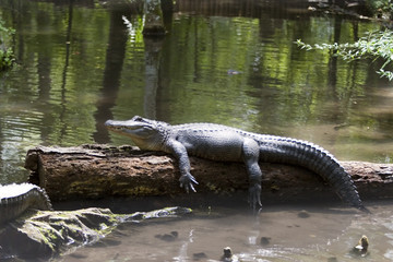 alligator