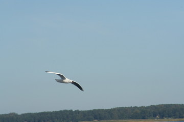 seagull
