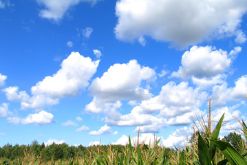 field of corn under the sky