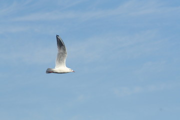 sky and gull