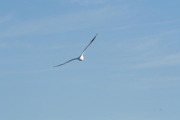 gliding