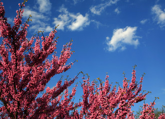 redbut tree on blue sky