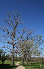 Obraz premium early spring morning