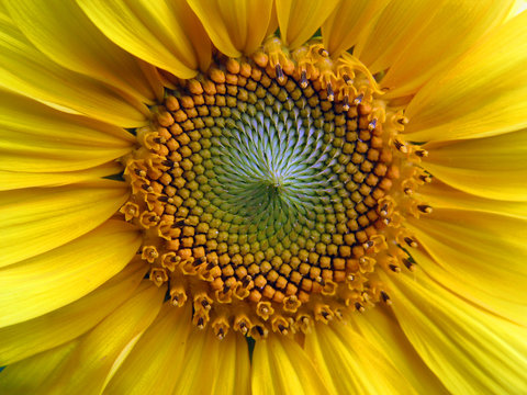 sonnenblume