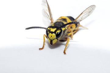 wasp