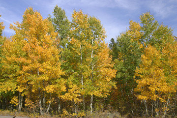 Naklejka premium fall colors
