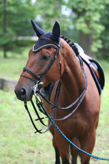 Fototapeta premium horse