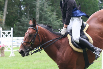 Obraz premium horse