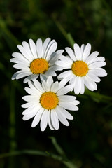 Fototapeta premium marguerite