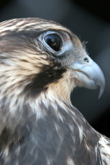 beautiful hawk