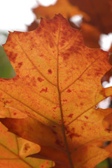 colourful leave on a branch