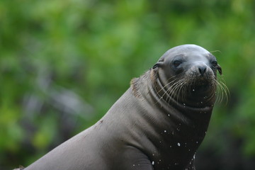 Naklejka premium galapagos sea lion