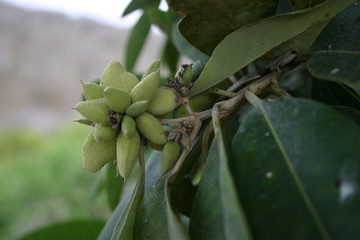 seeds on a tree