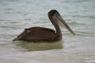 galapagos pelican