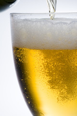 lager beer
