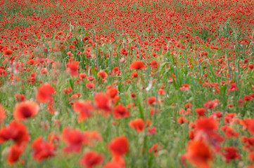 red poppy flowers