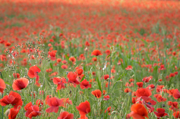 poppy flowers