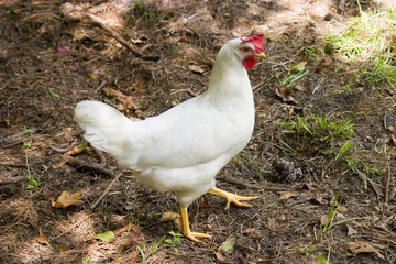 white chicken