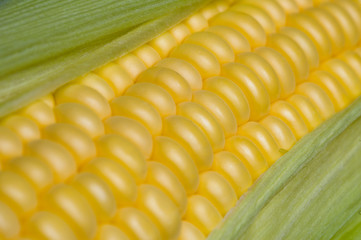 corn on the cob