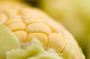 corn on the cob © Reidos