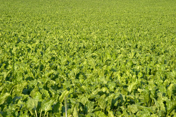 sugar beet field