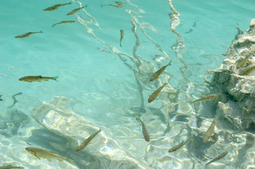 Fototapeta na wymiar Podwodne zdjęcia ryb pstrąga