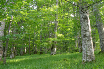 green beech (fagus sylvatica) wood