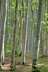 Plakat zielony buk (Fagus sylvatica) drewna