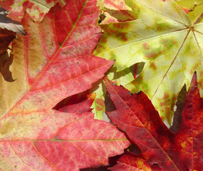 autumn maple leaf background