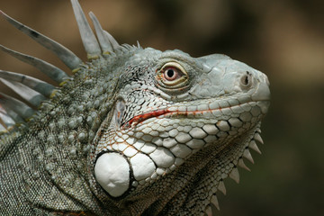 iguana