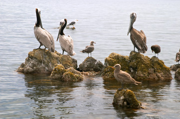 pelican (pelecanus onocrotalus) and marine birds