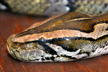 snake
