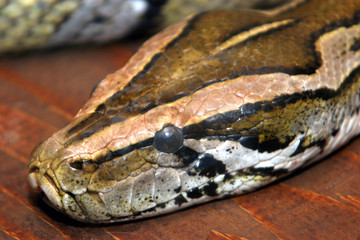 Fototapeta premium snake