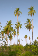 Fototapeta na wymiar coconut palm trees (cocos nucifera)