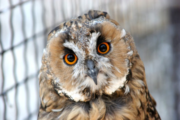 owl