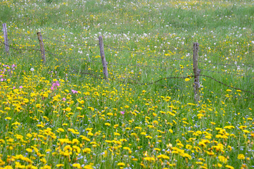 spring meadow © Marco Regalia