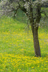 spring meadow