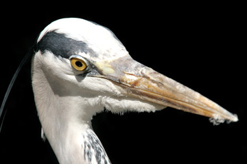 grey heron