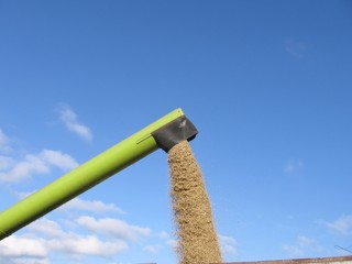 corn