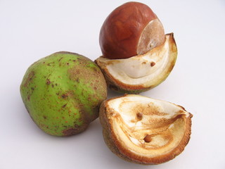 chestnut