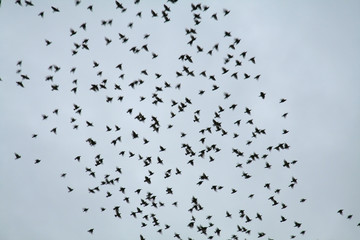 flock of birds