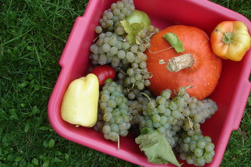 früchte in schüssel