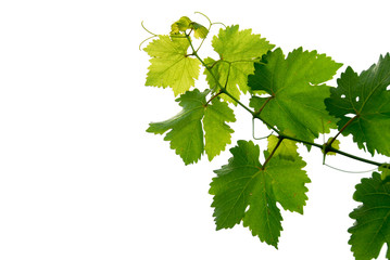 grape vine