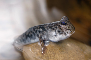mudskipper on rock 1