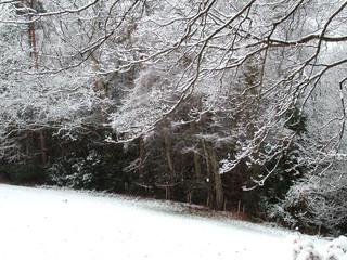 snowy field and branches