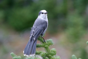 a gray jay