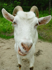 goat