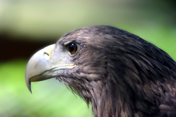 white-tailed eagle