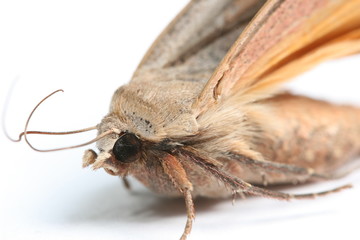 moth close-up